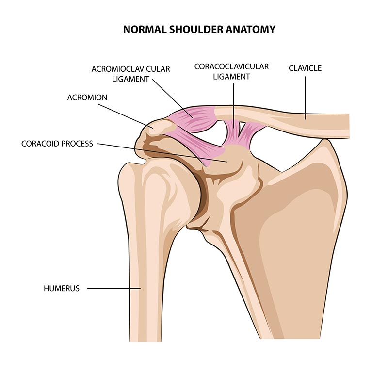 acromioclavicular joint palpation